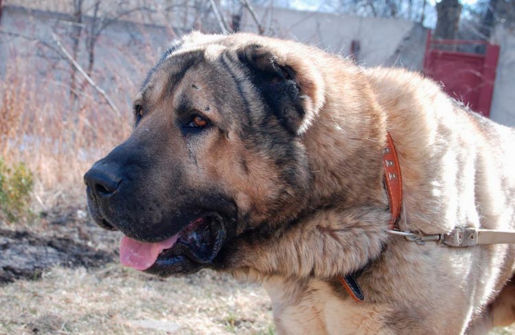 raza de perro: gampr armenio