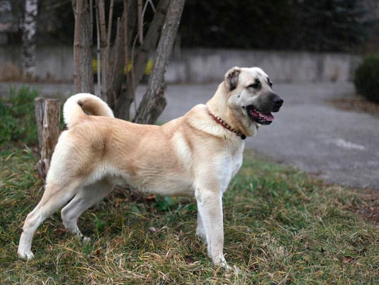 perro de la raza gampr