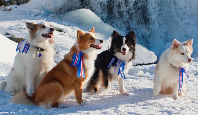 perros islandeses de diferentes colores