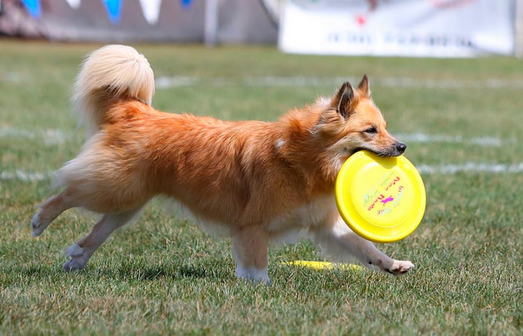 Perro islandés en agility