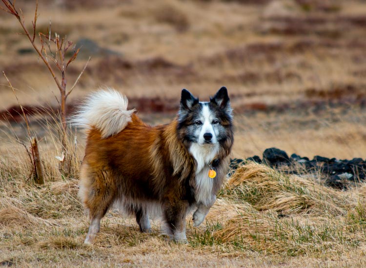 raza Perro islandés