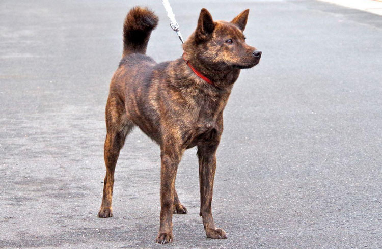 Perro de la raza Kai