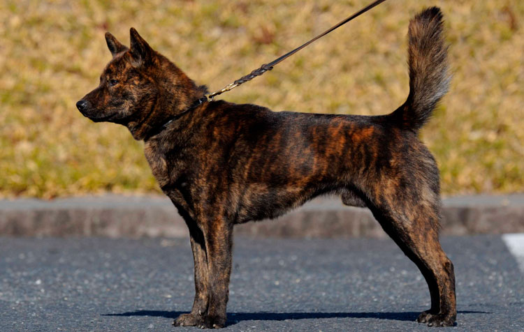 raza de perro Kai