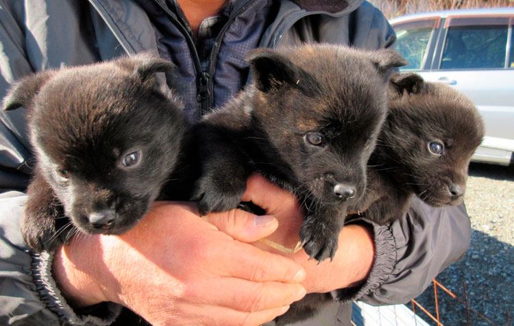 cachorros de la raza Kai Ken