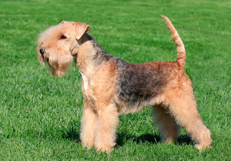 raza de perro Lakeland Terrier
