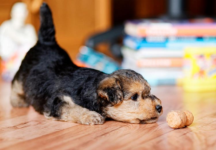 Cachorrito de Lakeland terrier