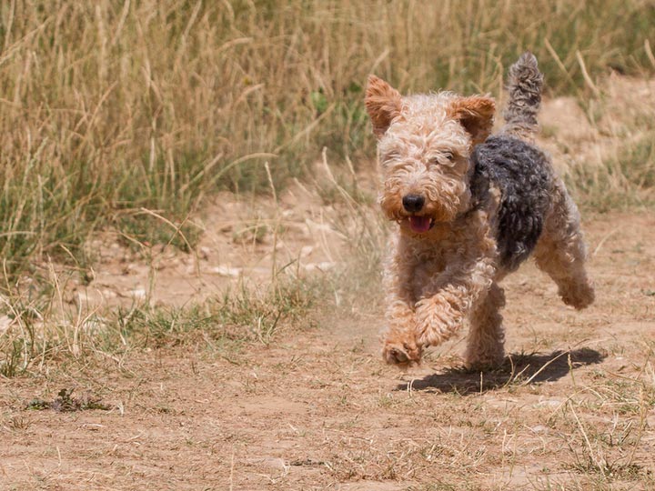 Laikland-terier-2 Perro de raza Lakeland Terrier
