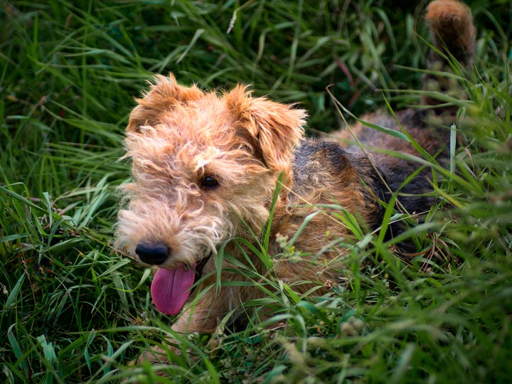 Laikland-terier-3 Cachorro de Lakeland Terrier