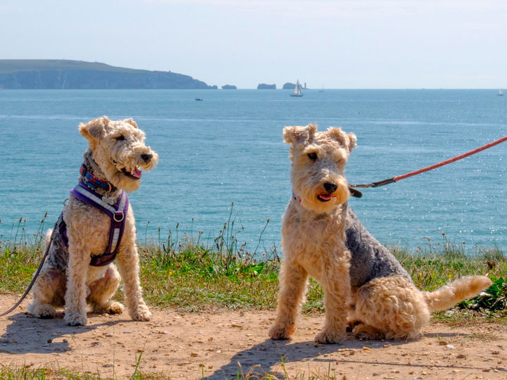Laikland-terier-4 Dos Lakeland Terriers
