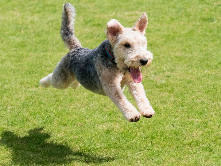 Laikland-terier-5 Foto de Lakeland Terrier