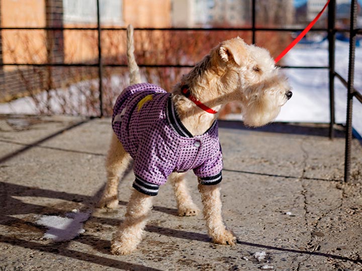 Laikland-terier-7 Terrier de Lakeland con ropa
