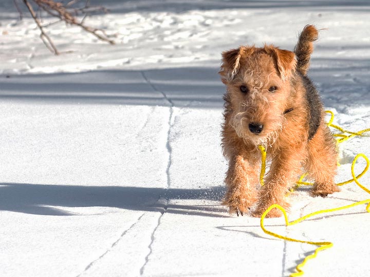 Laikland-terier-8 Terrier de Lakeland en la nieve