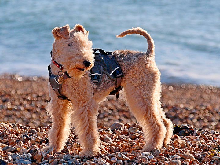 Laikland-terier Foto de Lakeland Terrier
