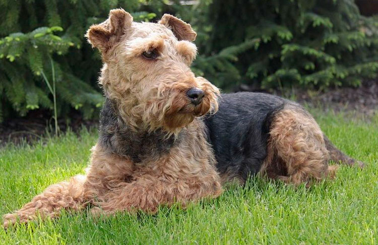 Lakeland Terrier tumbado en la hierba