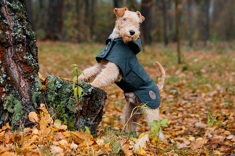 El Lakeland terrier es una raza de perro