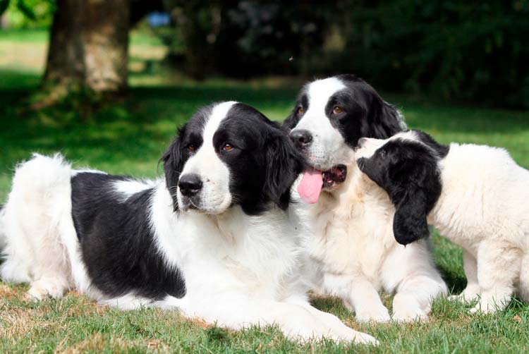 tres Landseers