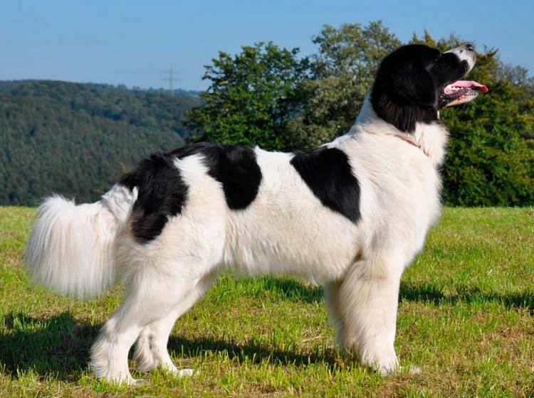 perro de raza Landseer