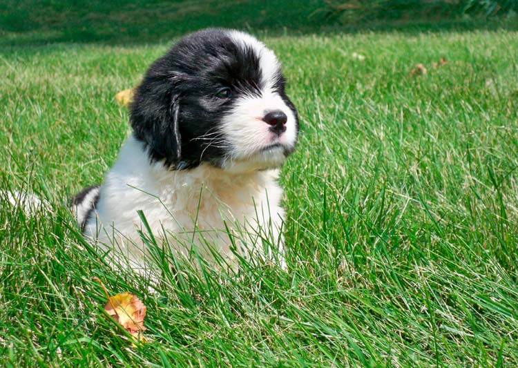 Cachorro de Landseer