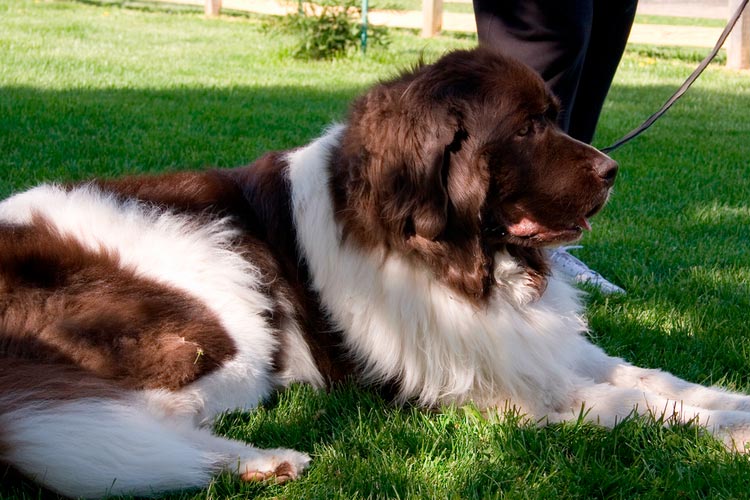 Landseer marrón y blanco