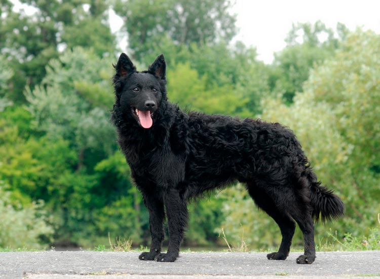mudi - perro pastor húngaro