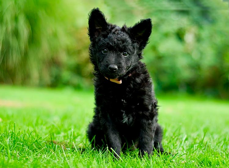 Cachorro de la raza Mudi