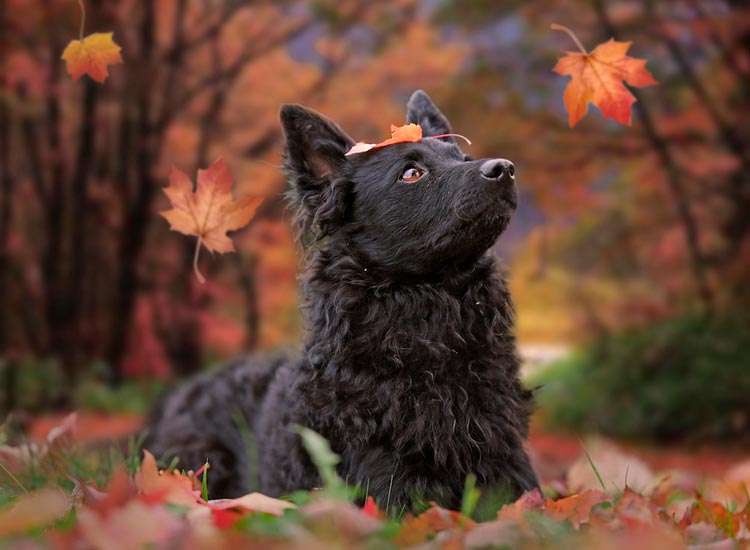 perro de raza mudi