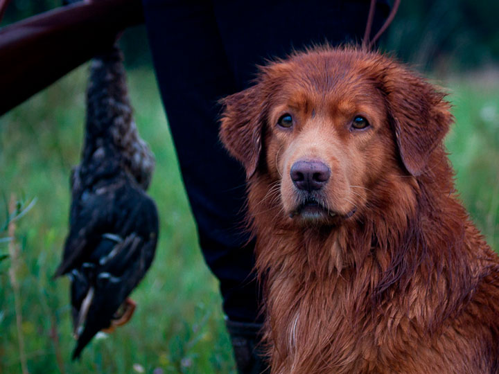 Novoshotlandskij-retriver-10 retriever de Nueva Escocia en la caza