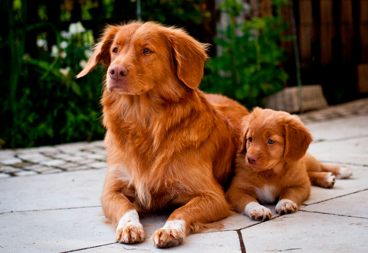 Retriever de Nueva Escocia con cachorro