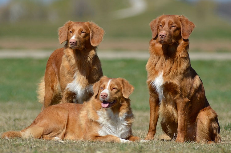 tres Retriever de Nueva Escocia