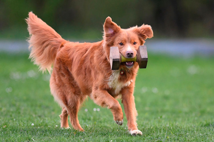 adiestramiento del Retriever de Nueva Escocia