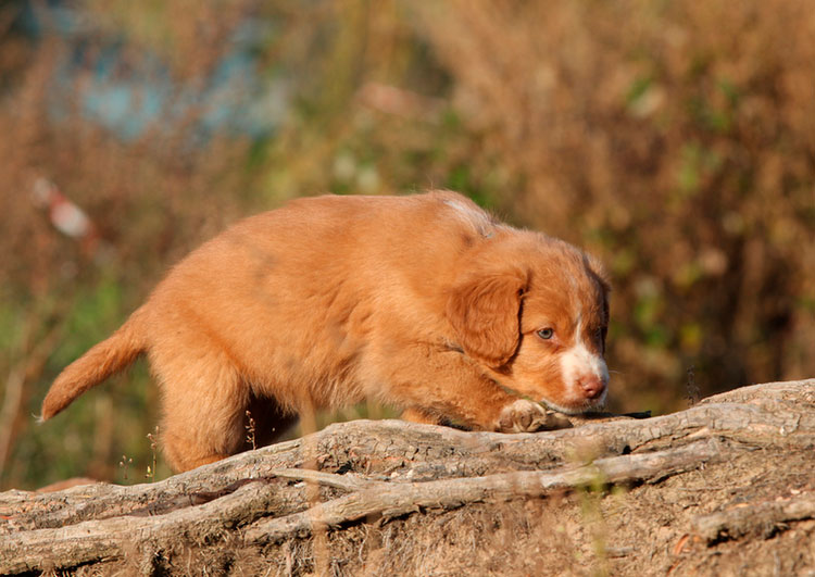 cachorro de retriever de Nueva Escocia