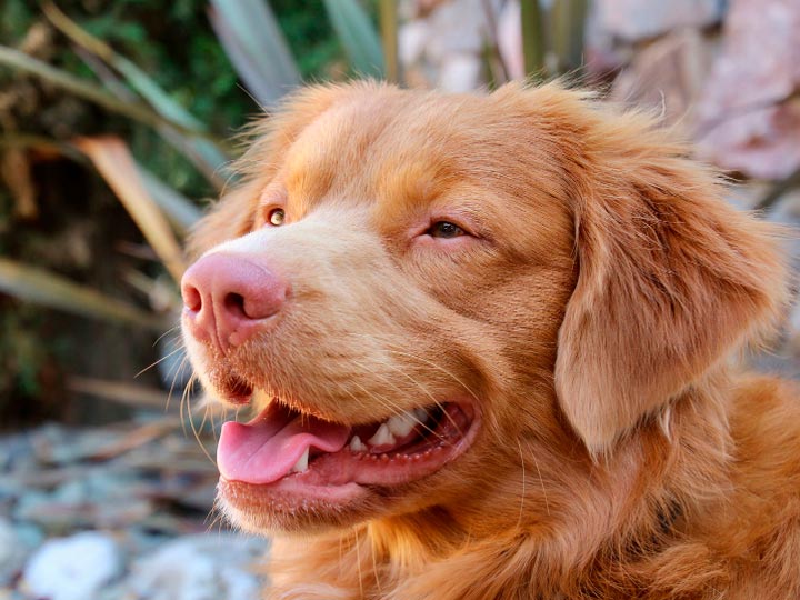 Novoshotlandskij-retriver-2 cómo se ve el retriever de Nueva Escocia