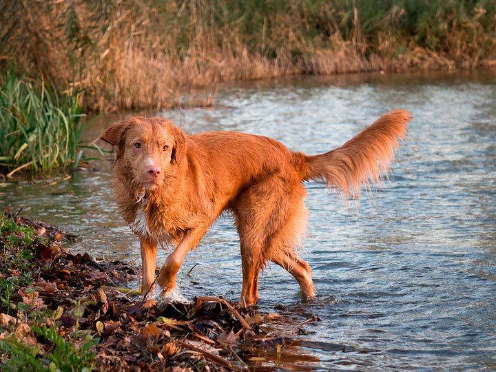 Novoshotlandskij-retriver-4 retriever de Nueva Escocia atrayendo patos