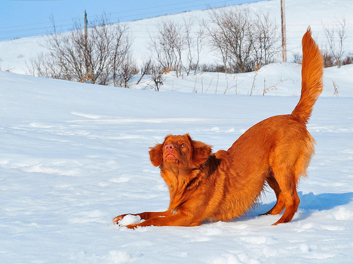 Novoshotlandskij-retriver-5 retriever de Nueva Escocia en la nieve
