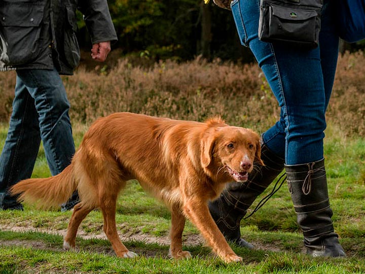 Novoshotlandskij-retriver-9 retriever de Nueva Escocia estándar