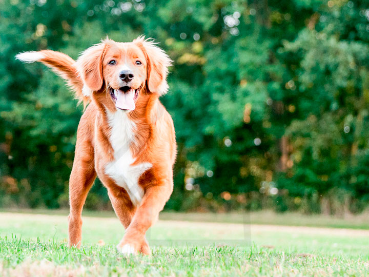 Novoshotlandskij-retriver raza de perro retriever de Nueva Escocia