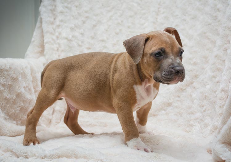 Buen cachorro de pitbull