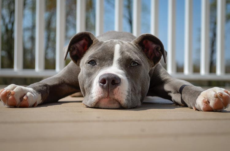 pitbull adolescente