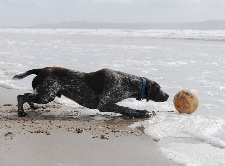 Der Pointer hat Angst vor Wasser