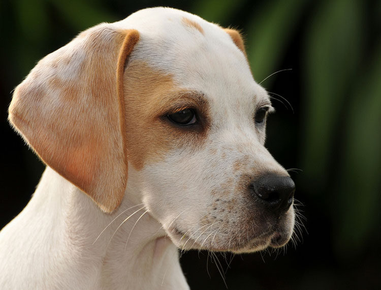 Pointer-Welpe