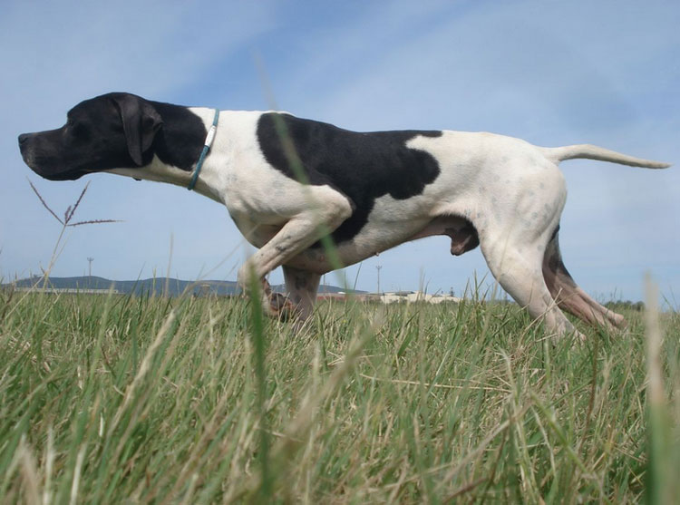 Pointer beim Vorstehen
