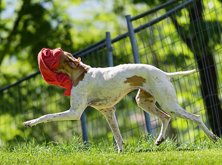 Englischer Pointer-Hund