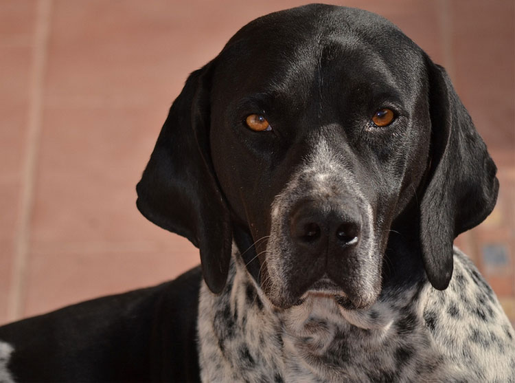 Hunderasse Englischer Pointer