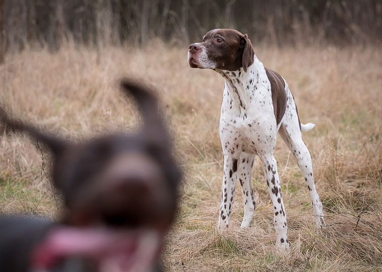 Pointer bei der Jagd