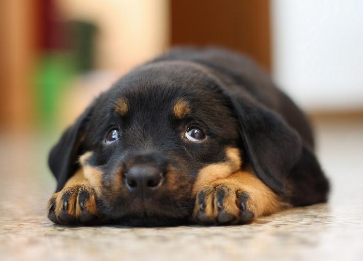 cachorro de rottweiler