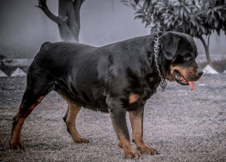 rottweiler fondos de pantalla