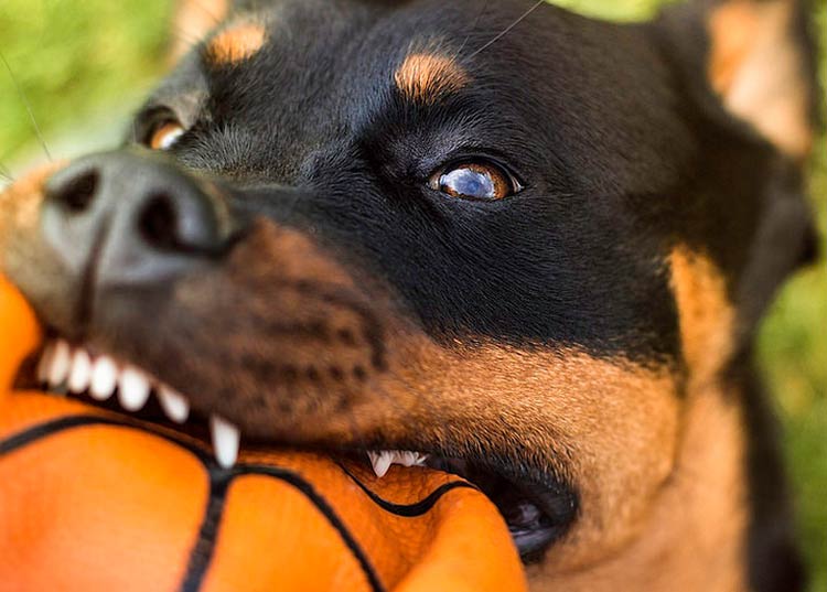juguete para rottweiler