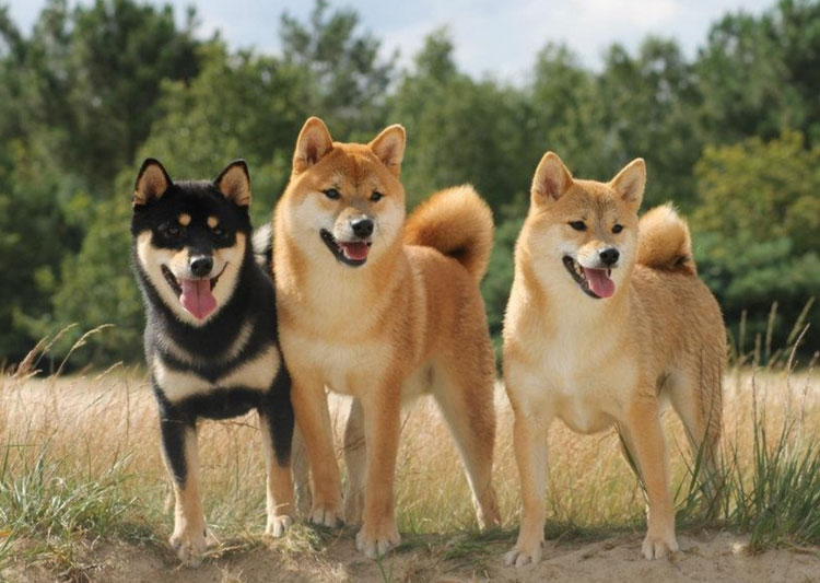 Colores del Shiba Inu