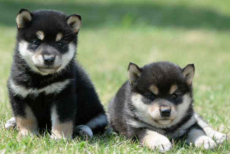 precio de los cachorros de Shiba Inu