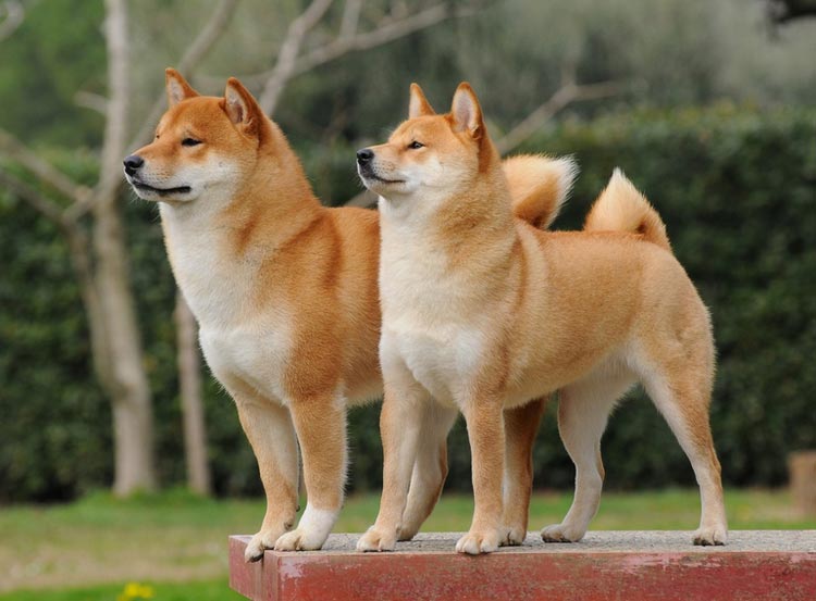raza de perro Shiba Inu